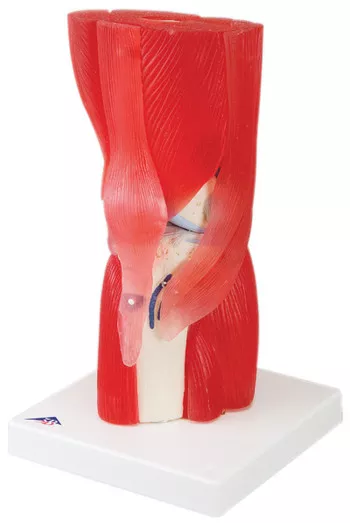 Joint Models (124527)
